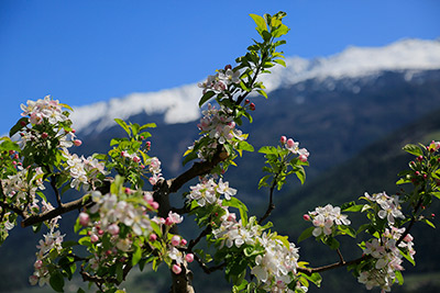 Apfelblüte