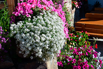 Blumenmeer