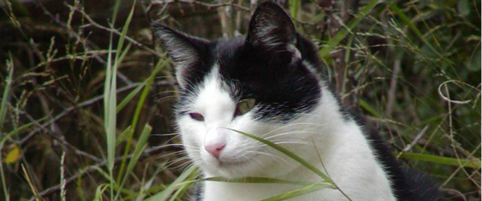 Tiere am Pirchhof